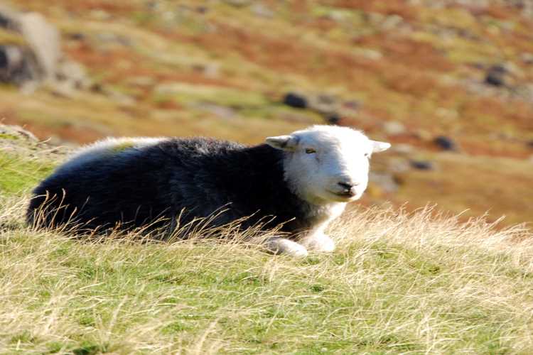 Sheep on the fells