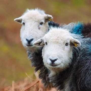 The Lake District’s most loved sheep, the Hardy Herdwick